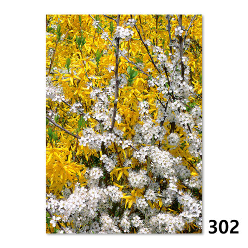 302 Forsythien und Schlehen Blüte