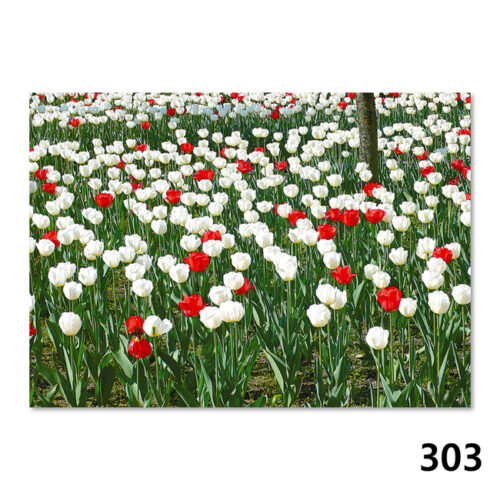 303 Tulpenbeet