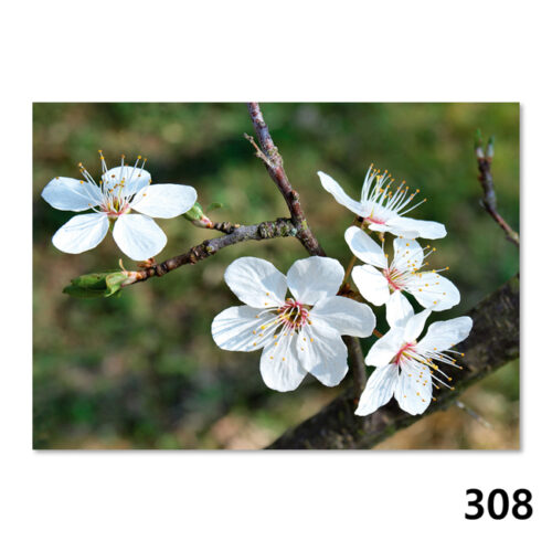 308 Mirabellen-Blüte