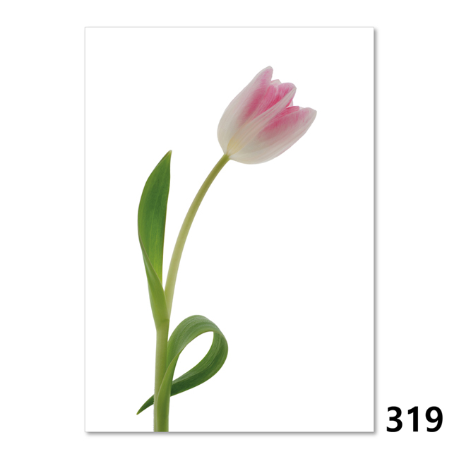 319 Tulpe