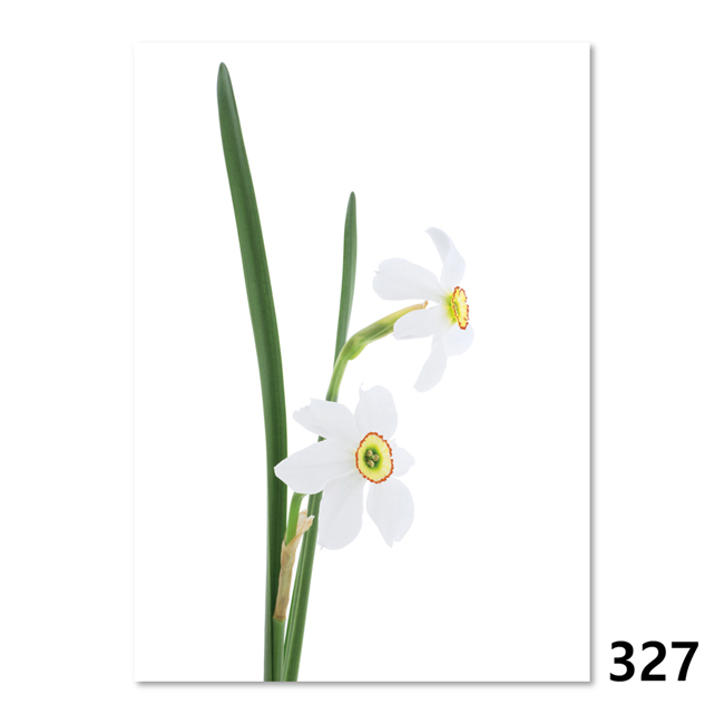 327 Dichter-Narzisse (Narcissus Poeticus)