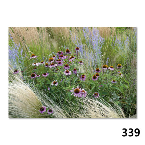339 Sonnenhut (Echinacea)