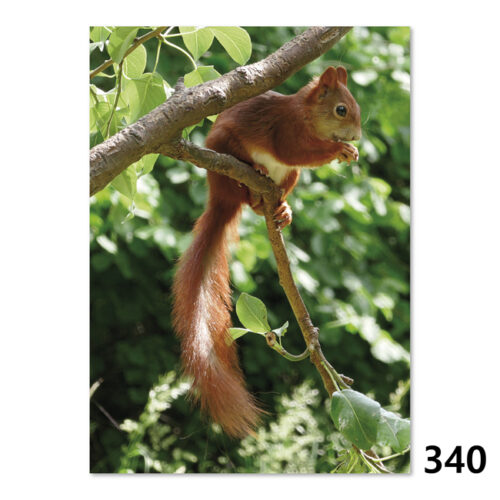 340 Eichhörnchen