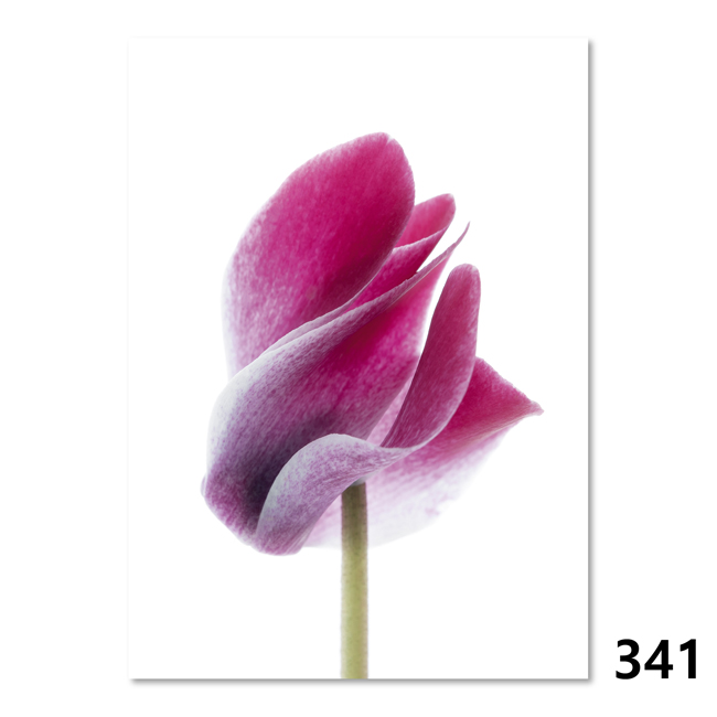 341 Europäisches Alpenveilchen (Cyclamen purpurascens)