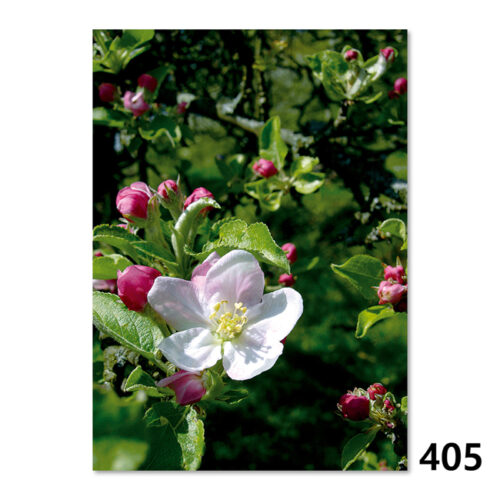405 Apfelblüte