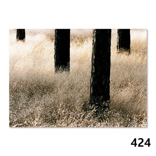 424 Spätsommerlicher Waldboden