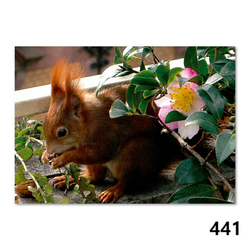 441 Eichhörnchen