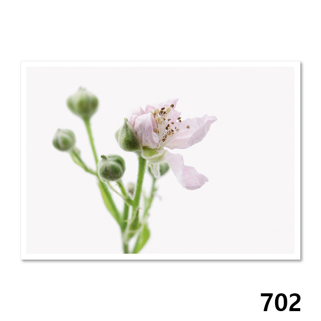 702 Brombeere (Rubus)