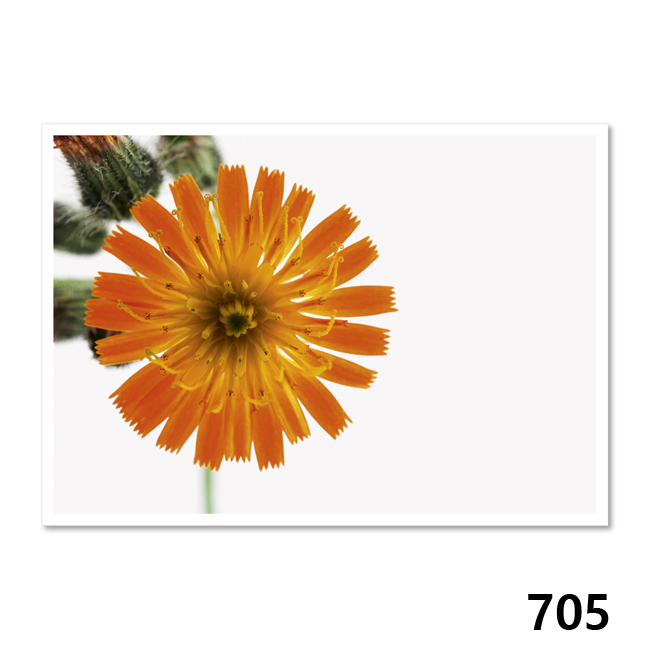 705 Orangerotes Habichtskraut (Pilosella Aurantiaca)