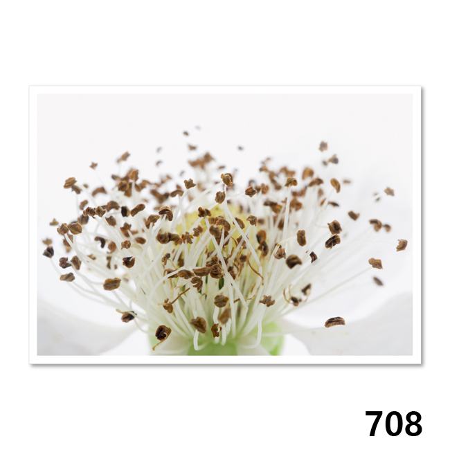 708 Blütendetail der Brombeere (Rubus)