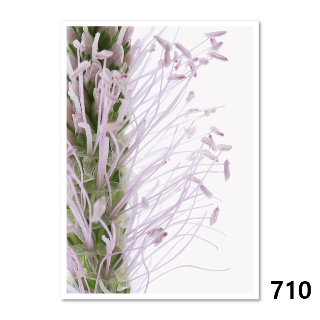 710 Blütendetail des Mittleren Wegerich (Plantago Media)