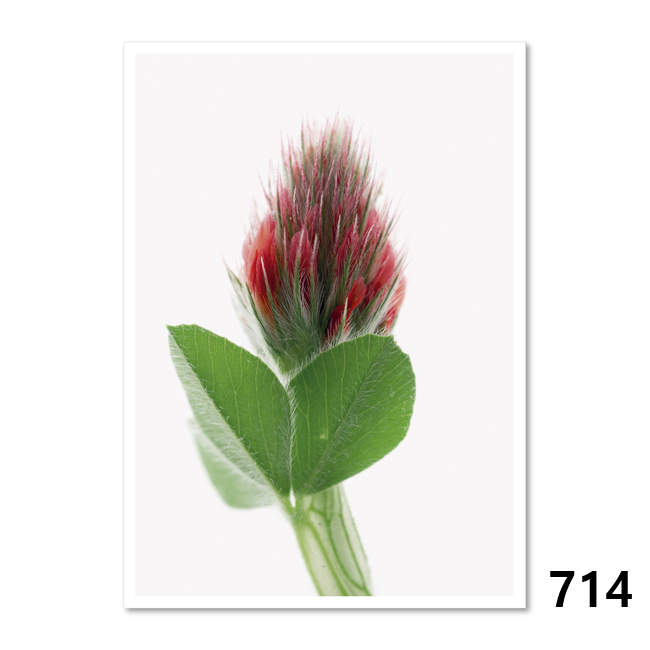 714 Rosenklee (Trifolium Incarnatum)