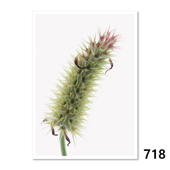 718 Verblühter Rosenklee (Trifolium Incarnatum)