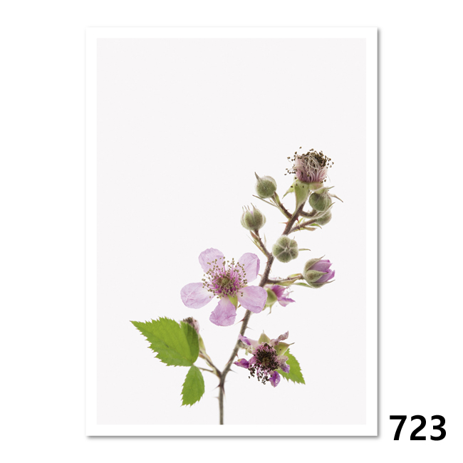 723 Brombeere (Rubus)