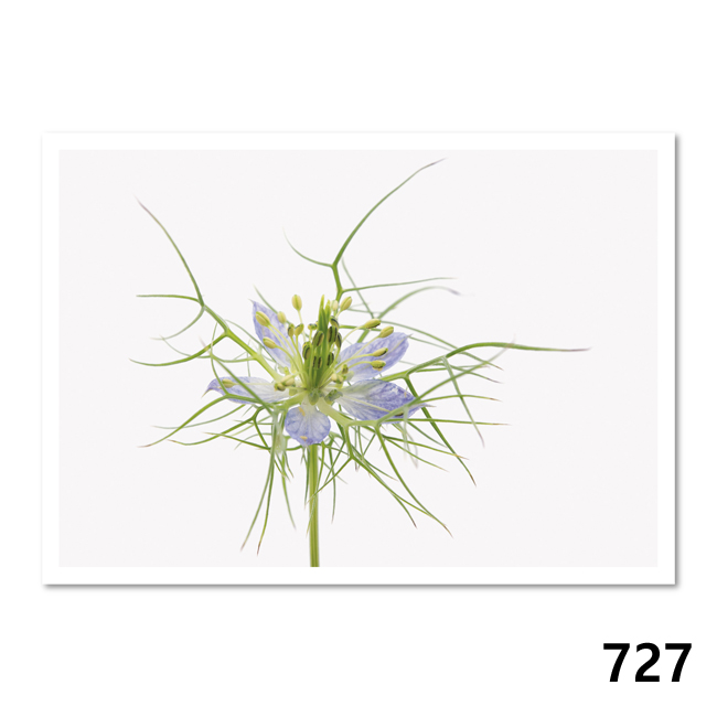 727 Jungfer im Grünen (Nigella damascena)
