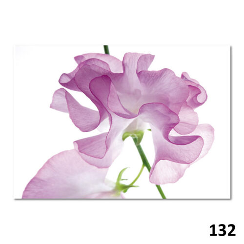 132 Wicken-Blüte