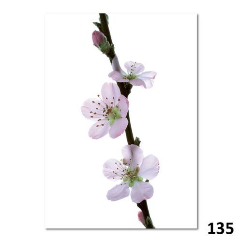 135 Mandel-Blüte
